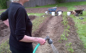 Bernice waters newly planted beefsteak tomatoes