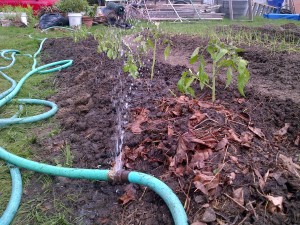 A leaky hose connection waters new tomato plants