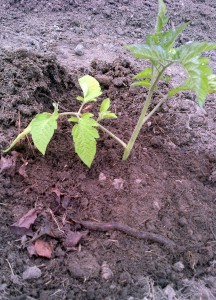 A nice fat earthworm to nourish the new tomato planting