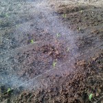 New corn shoots get a watering