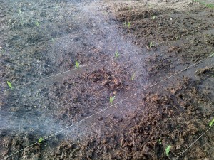Corn shoots coming up get a good watering