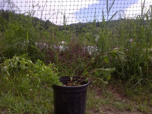 Marshmallow and St. John's Wort from Kim's plot at the North Branch Nature Center Community Garden