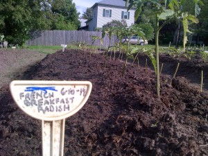 Planted half-row of Malcolm's French Breakfast Radish seed tape