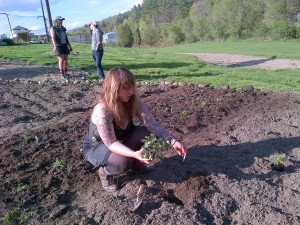 Lroy makes the first herb plantings at The Garden at 485 Elm (May 21, 2014)