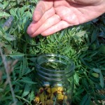 072614 Harvesting spilanthes flowers into a jar