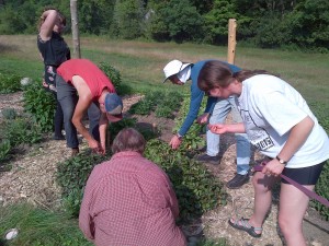 Gardeners picking spilanthes buds