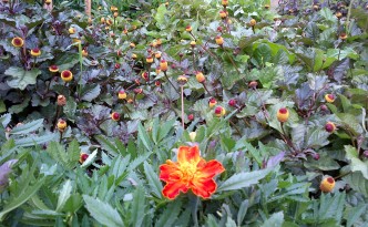 Marigold in foreground of a patch of spilanthes flowers