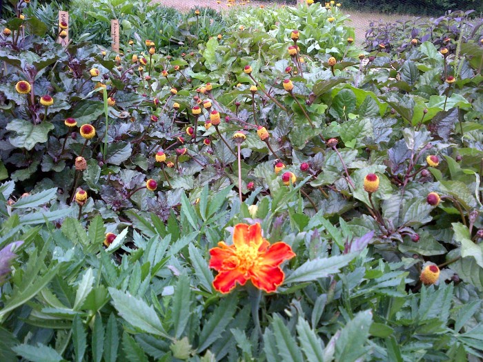 Marigold in foreground of a patch of spilanthes flowers