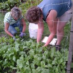 072814 Bolting spinach gets gleaned