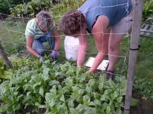 Bolting spinach gets gleaned