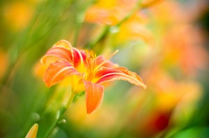Photo of Hemerocallis (Day Lily) by Andreas Krappweis