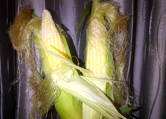 Two fresh, unshucked corn ears against a silver curtain