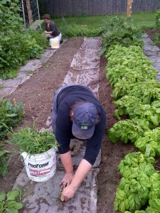 Cindy, the garden coordinator, weeds in the foreground while Allison gleans spinach and salad greens from around the pea trellis.