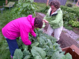 Karen & Allison thin collard greens