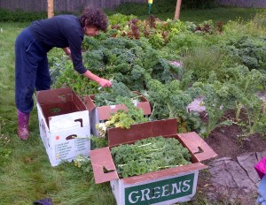 Karen picks kale. The boxes fill quickly. The super-productive plants still have many, many leaves on them.