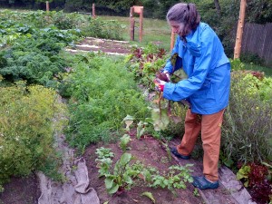 Maribeth picks beets