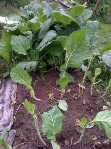 The plants in front, about half the collard greens, have been thinned.  In a week, they'll be ready to harvest again.  