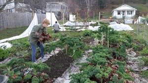 Adding leaves for mulch around still-productive beds. We'll be eating kale, collards, chard, spinach, and bok choy for some time yet.