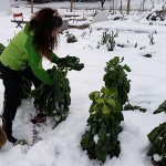 113014 SRA picks Brussels sprouts in snow