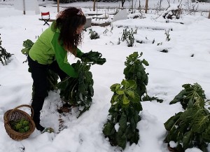 113014 SRA picks Brussels sprouts in snow