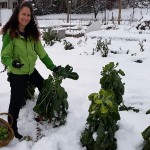 Picking Brussels sprouts in the snow