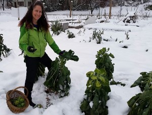 113014 SRA picks Brussels sprouts in snow3