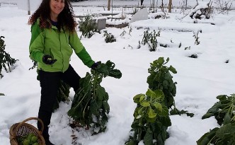 Woman picking Brussels sprouts in a snowy garden