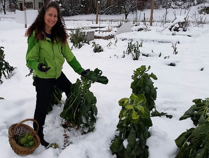 Woman picking Brussels sprouts in a snowy garden