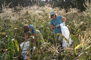 CHCV Lisa & Robin Glean Corn smaller