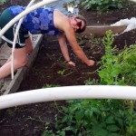 072115 Colleen clearing dirt for planting