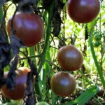 082115 Cherry Tomatoes 2b-2