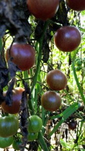 082115 Cherry Tomatoes 2b-2