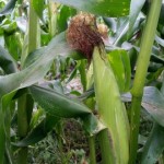 082115 Corn in 6a