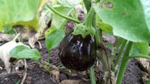 082115 Eggplant in 2a