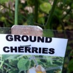 082115 Ground cherries 2a