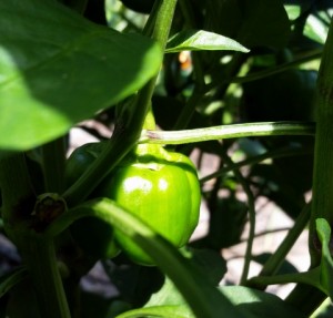 082115 Hot peppers 2c