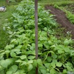 082115 New Bush Beans in 7a