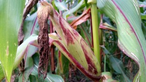 090215 Corn plants7