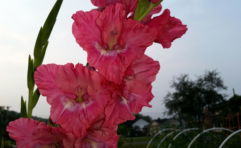 Gladiola brightens up Bed 8, which also contains food crops and culinary herbs. Garden coordinator Cindy Delfino emphasis productivity and beauty.