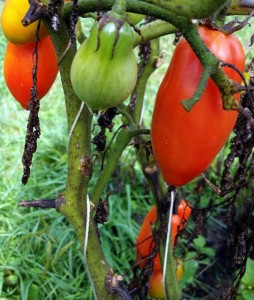 090315 Tomatoes on the vine4