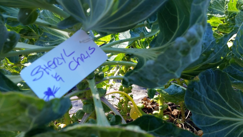 Tagged Brussels sprout stalk