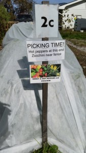 We've pulled out the row cover for the season. Peppers and zucchini need coverage to survive nights when the temperatures dip near freezing.