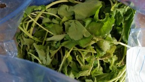 We planted numerous turnip seeds because they were old and we wanted to increase the chances some would grow. They all did! Thinning the plants, yielded a 5-gallon bag of tender, delicious greens, which Cindy brought to the local community lunch at the UU where Cindy brings fresh food from the garden every week.