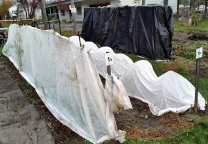 Frost protection: The white fabric is covering peas and new beet plantings. The black plastic is covering tomatillo plants and ground cherry plants. We've been picking fruit off those plants since august, and lots more has yet to ripen.