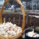 121315 Planting garlic mid-December5