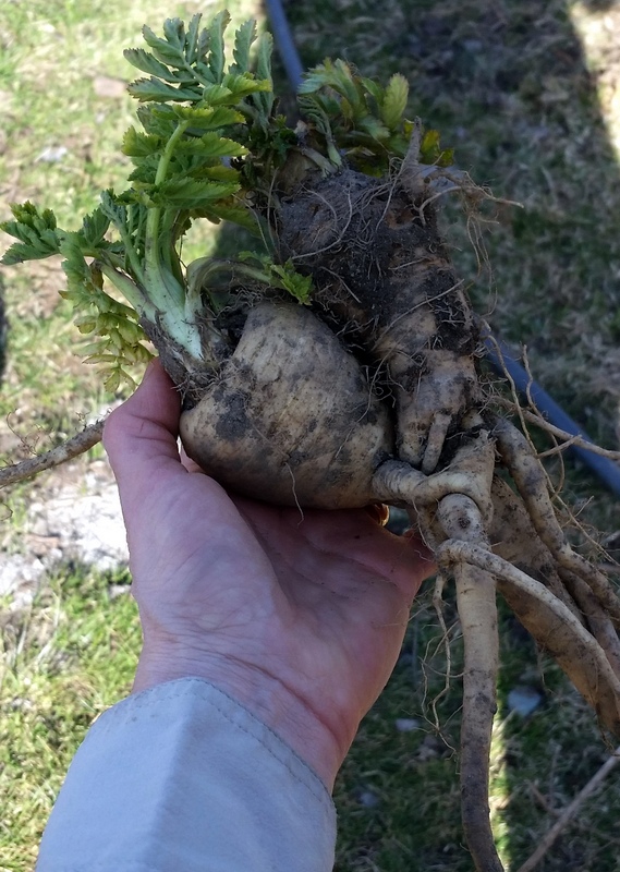 20160416_164239 Parsnips intertwined