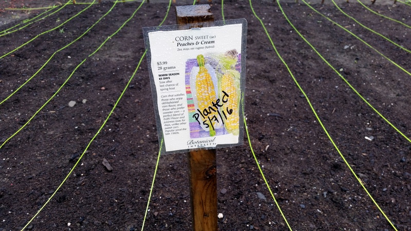 2016-05-08 1st Corn quadrant planted & labeled.24