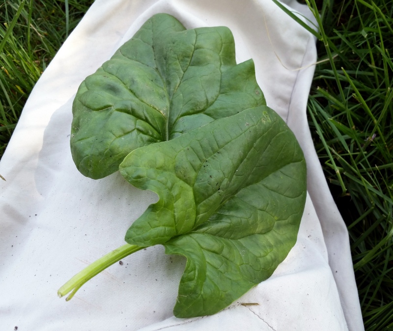 2016-05-28 Perfect spinach leaves.48