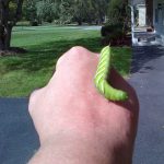 092114 Large hornworm on Cindy’s hand