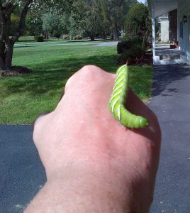 This large hornworm is surprisingly hard to see on green tomato leaves. They do a lot of damage quickly.